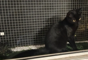 Metisi Bombay pui gratuit - imagine 5