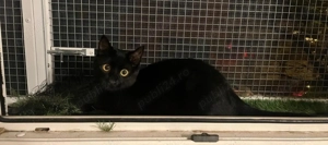 Metisi Bombay pui gratuit - imagine 4