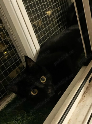 Metisi Bombay pui gratuit - imagine 3