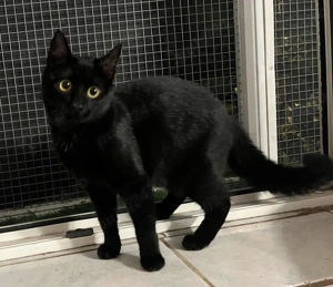 Metisi Bombay pui gratuit - imagine 2