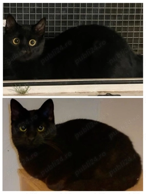 Metisi Bombay pui gratuit