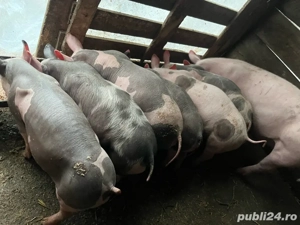 purcei de vanzare - imagine 2