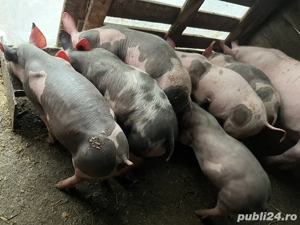 purcei de vanzare