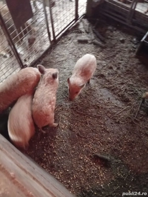 vand purcei  - imagine 2