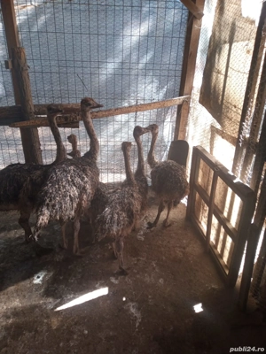 de vânzare  - imagine 4