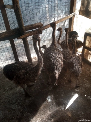 de vânzare  - imagine 5