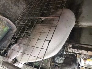 porc de vanzare - imagine 2