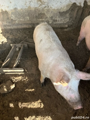 vând porc 130-140 kg - imagine 2