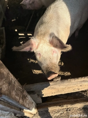 vând porc 130-140 kg