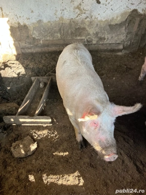 vând porc 130-140 kg - imagine 3