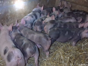 vând purcei de 10 săptămâni 