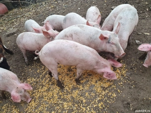 porci purceii din rasa marele alb și landras  - imagine 5