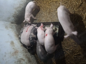 Purcei de vanzare. - imagine 2