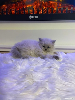 Fetiță British - imagine 3