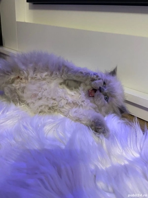 Fetiță British - imagine 2