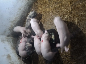 Purcei de vanzare. - imagine 4