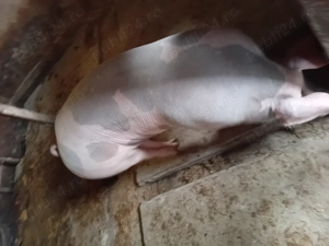 Vând porci pietrean - imagine 2