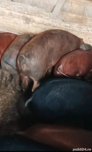 Soldanei de vanzare - imagine 4