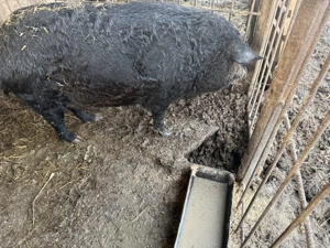 vand porc mangalita  - imagine 3