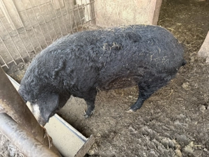 vand porc mangalita  - imagine 2