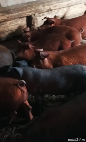 Șoldanei de vanzare