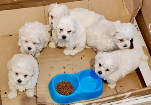 Vand căței Bichon Maltese  - imagine 2