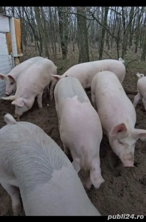 vând porci pentru sacrificare 100-125kg - imagine 2