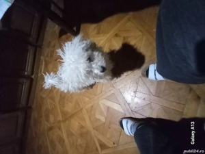 vand caniche  - imagine 2