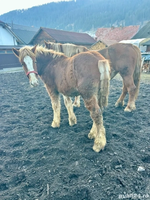 manz semigreu  - imagine 4