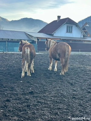 manz semigreu  - imagine 2