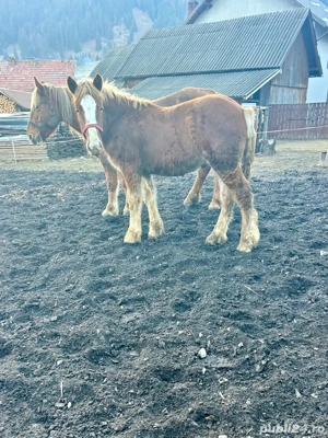 manz semigreu  - imagine 3