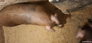 purcei din gospodărie propie - imagine 3