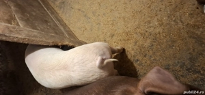 purcei din gospodărie propie - imagine 2