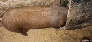 purcei din gospodărie propie - imagine 4