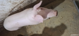 purcei din gospodărie propie - imagine 5