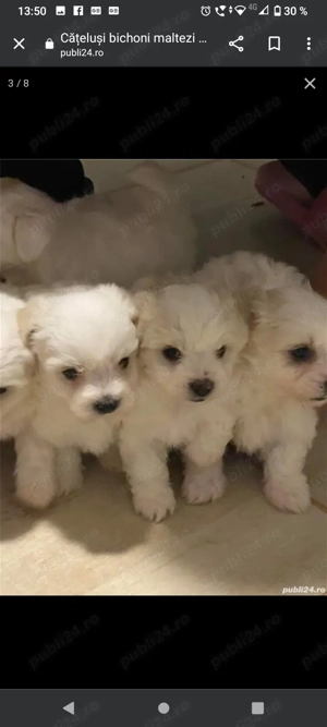 Cățeluși bichoni maltezi de 7 săptămâni cauta un nou stapan