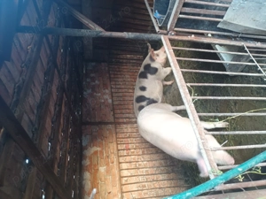 Vând porci 100-150 kg - imagine 2