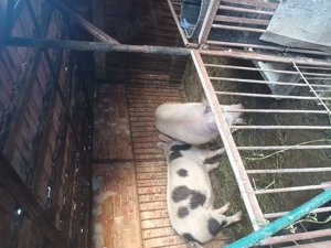 De vânzare 100_150 kg - imagine 2