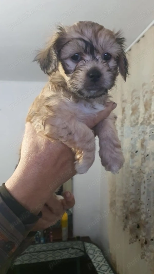 Catelusi bishon - imagine 4