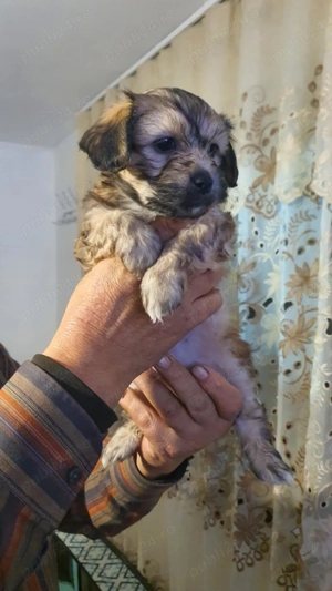 Catelusi bishon - imagine 2