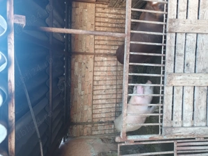 De vânzare 100_150 kg - imagine 4