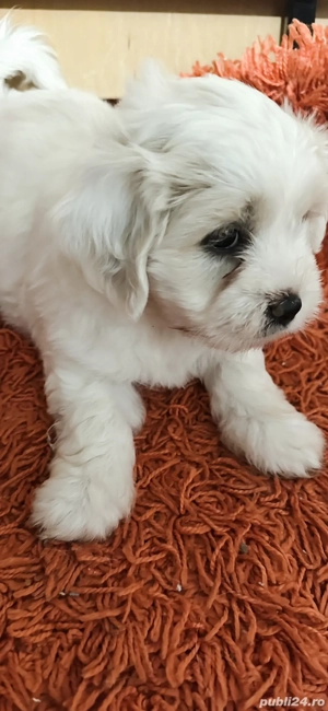 vand Bishoni Maltez - imagine 3