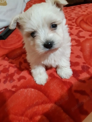 Vand bichon maltez rasa pura 