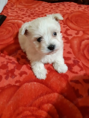 Vand bichon maltez rasa pura  - imagine 2