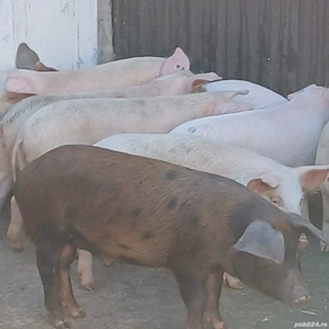 soldani 30-40kg - imagine 3