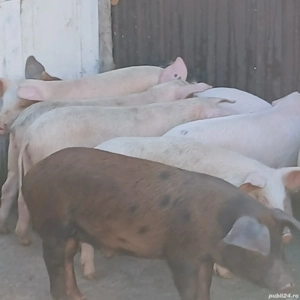 soldani 30-40kg - imagine 2