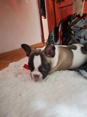 Bulldog francez femela - imagine 2