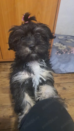 Catelusi bishon - imagine 5