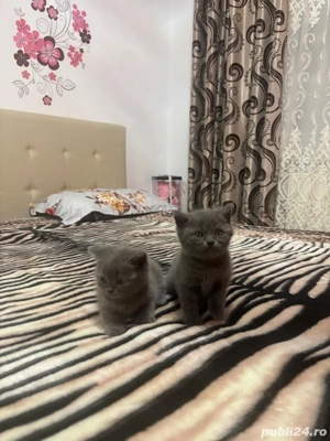 Puiuti british shorthair - imagine 4
