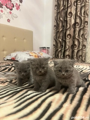Puiuti british shorthair - imagine 2